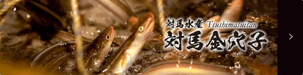対馬の穴子