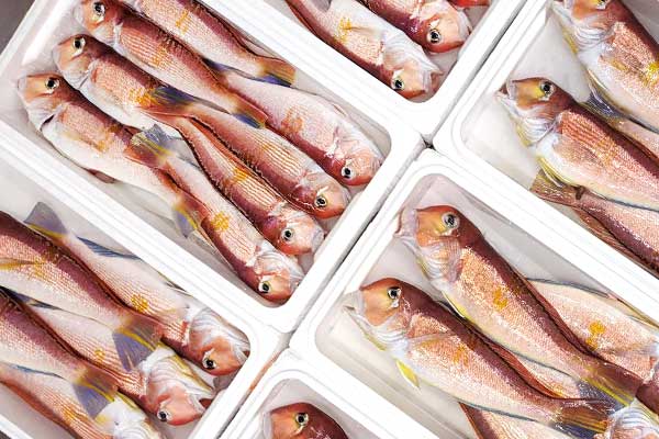 Tsushima Red Tilefish - Live Anago Purchase Specialty Store Tsushima Suisan