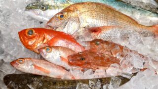 鮮魚を氷の入った発砲箱に入れた写真。