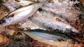 鮮魚のいなサバが氷水に入っている。