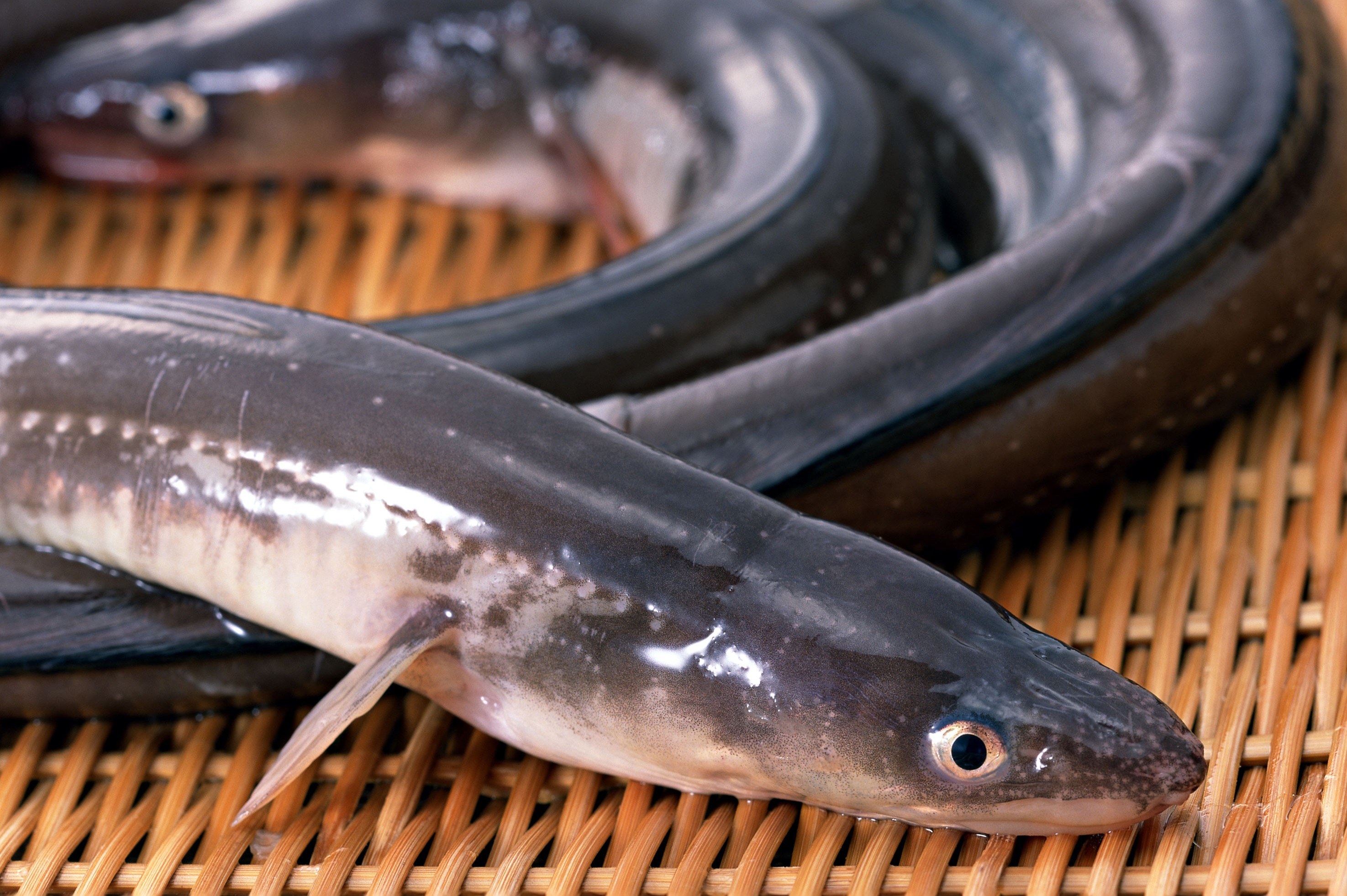 鮮魚の穴子