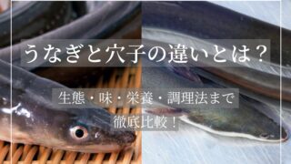 うなぎと穴子の違い