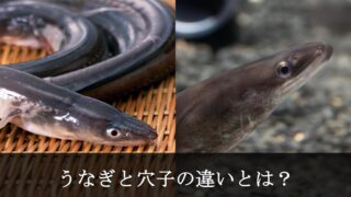 うなぎと穴子
