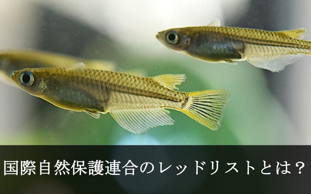 国際自然保護連合（IUCN）のレッドリストとは？ - 活穴子仕入れ専門店