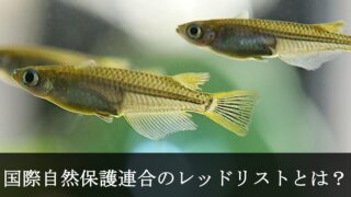 国際自然保護連合（IUCN）のレッドリストとは？ - 活穴子仕入れ専門店