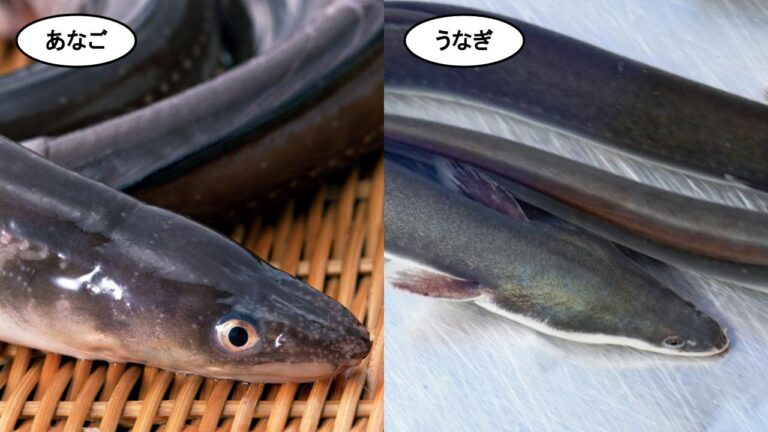 鳗鱼和星鳗到底有什么区别？生态、味道、营养、烹饪方法的全面对比！——专门收购活星鳗的对马水产 