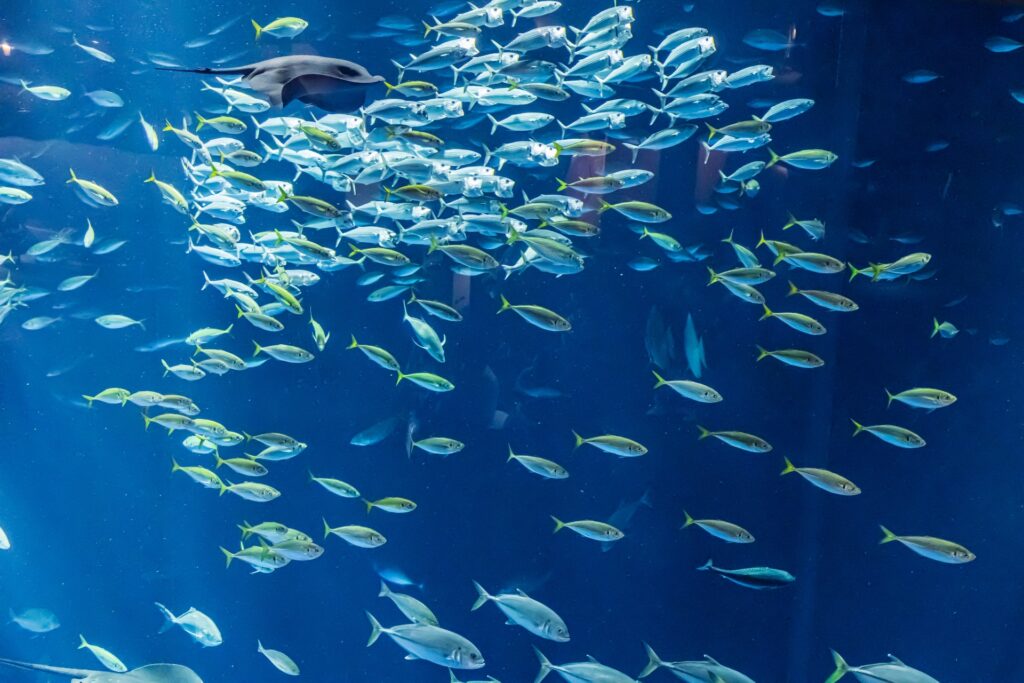回遊魚