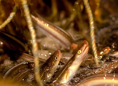 ”対馬水産のこだわり活魚”